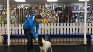 Каким командам научить собаку? Список команд для собак.