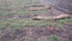 Шпалера для ежевики подготовка