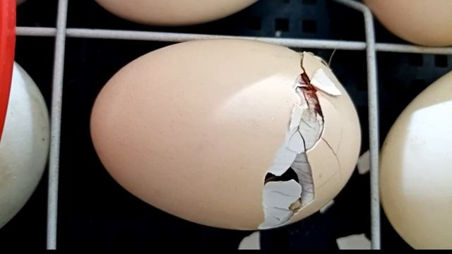 УРА!!!!!! Я РОДИЛСЯ!!!!! КИТАЙСКАЯ ШЕЛКОВАЯ КУРИЦА! ТЕПЕРЬ ДЕКОРАТИВНЫЕ КУРЫ В ХОЗЯЙСТВЕ!!! смотреть онлайн