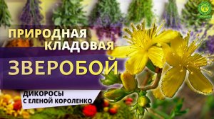 Съедобные дикоросы с Еленой Короленко. Зверобой