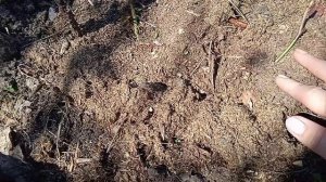 Розы / черенкование роз / черенки и розы весной / как пререзимовали черенки роз