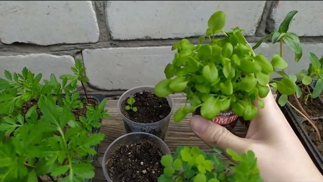 САДОВЫЕ ЦВЕТЫ!!! МНОГОЛЕТНИЕ И ОДНОЛЕТНИЕ САДОВЫЕ ЦВЕТЫ С НАЗВАНИЯМИ!!!