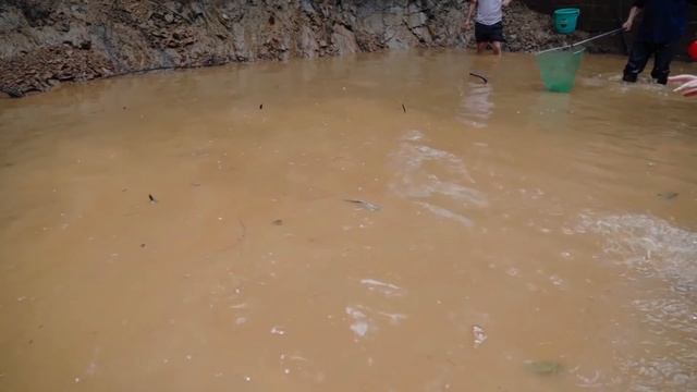 鱼塘开闸放水抓鱼,小伙伴们跑着赶来赴抓鱼盛宴,那叫一个快活【阿木爷爷】