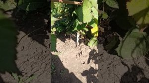 Как правильно есть ежевику