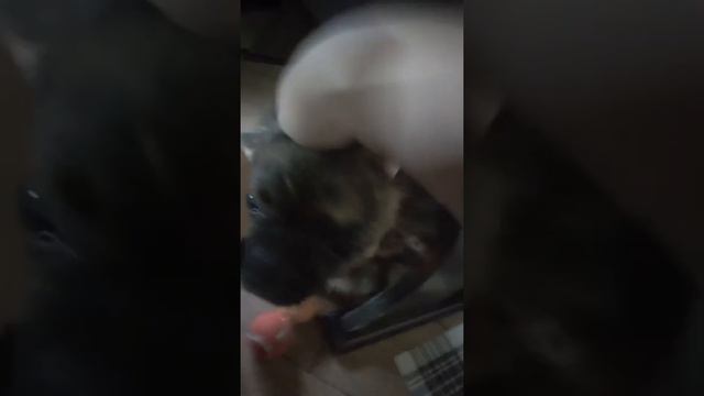 Я Заболел, что мне подарили на день рождения и мои игрушки🐶 смотреть онлайн