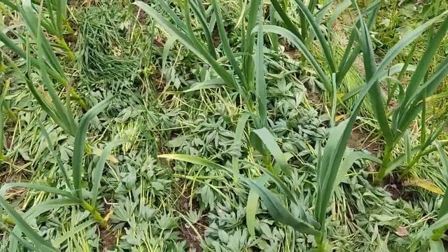 Чеснок. Зелёный ковёр травы! смотреть онлайн