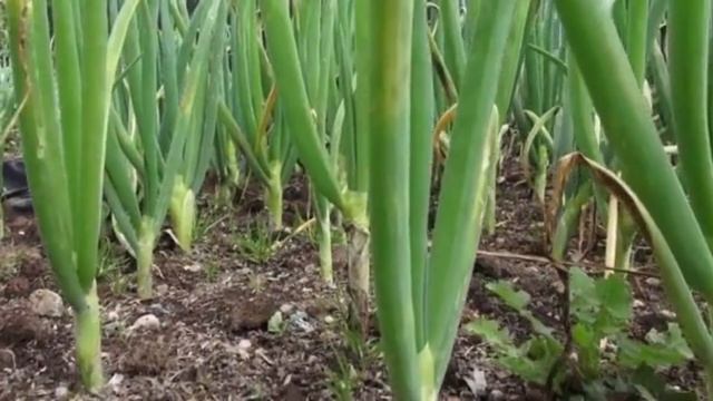 Лук Будет Огромным На Зависть Всем Соседям! Замочите В Этом Средстве Лук Севок Перед Посадкой!#лук смотреть онлайн