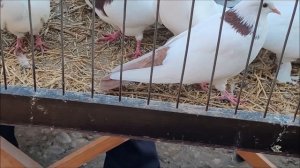 Сельские голуби. 30 102022 г- часть 1,г Кропоткин ярмарка голубей декоративных птиц.