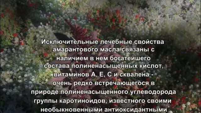 Амарант- культура 21 века Лекарственные растения