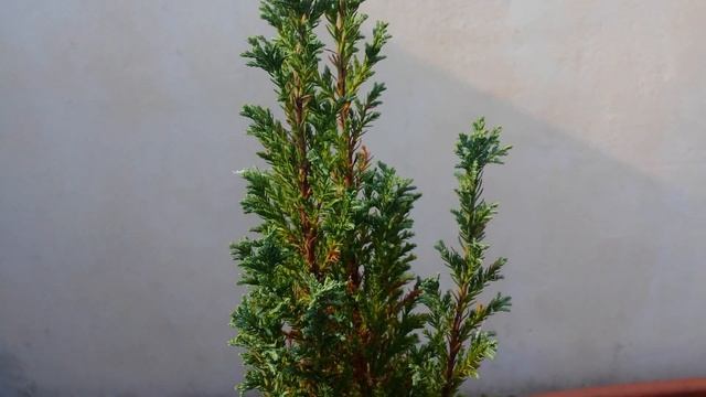 Chamaecyparis (False Cypress) Bonsai Tree смотреть онлайн