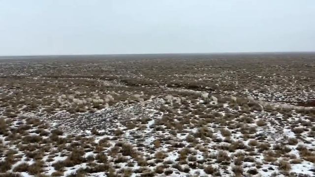 Опасные хищник рядом: волки и сайгаки! смотреть онлайн