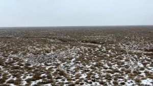 Опасные хищник рядом: волки и сайгаки!