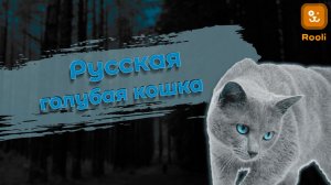 Русская голубая кошка: Очарование природного окраса