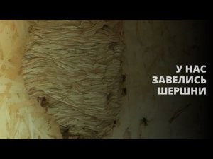 У нас завелись шершни