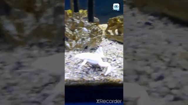 Павлин Альбинос И Морские существа.