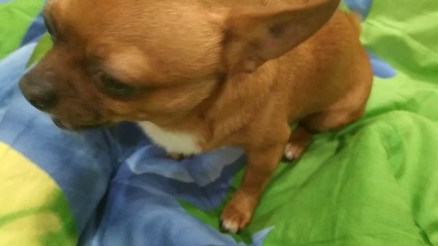 ЦЕЗАРЬ ПРОСИТ МИНДАЛЬНЫЕ ОРЕХИ)))) смотреть онлайн