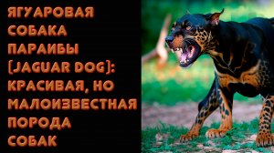 Ягуаровая собака Параибы (Jaguar dog): красивая, но малоизвестная порода собак