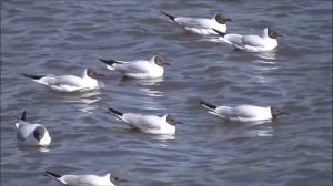 Красный мост в городе Орле. Река Ока. Видео про птицы чайки на реке. Город Орёл