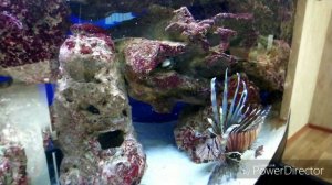 Кормление мурен