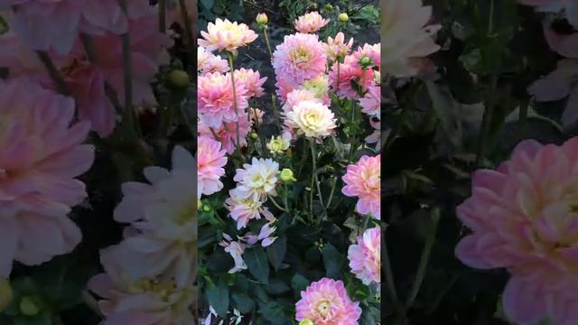 САМЫЙ ОЧАРОВАТЕЛЬНЫЙ ГЕОРГИН Геллери Беллини смотреть онлайн