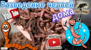 Разведение Червей Дома!!! Все ОЧЕНЬ Просто!!!.mp4