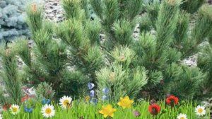 Сосна горная (pal maleter) ? Обзор: посадка и уход. крупномеры сосны : описание и особенности