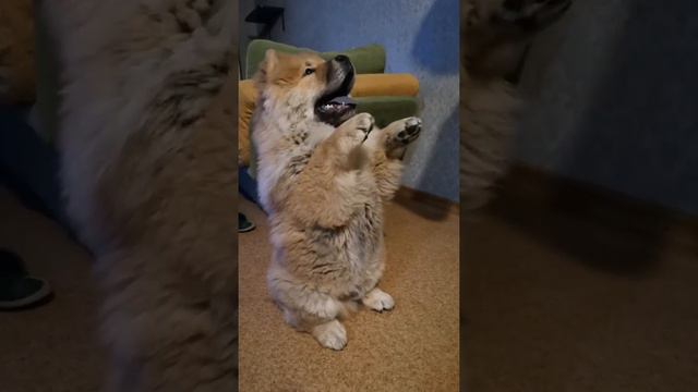 Команды чау чау смотреть онлайн