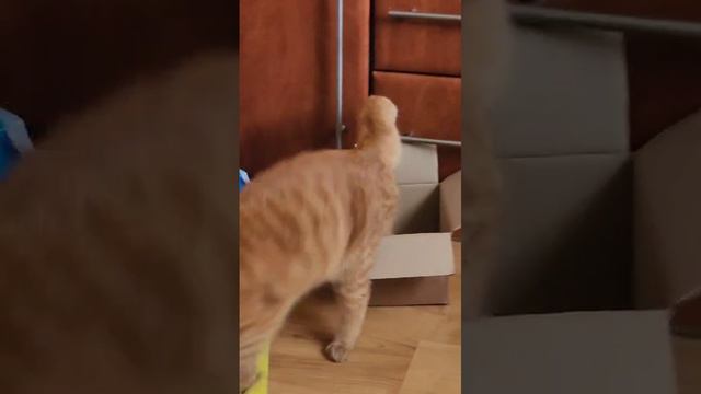 Рыж смотреть онлайн