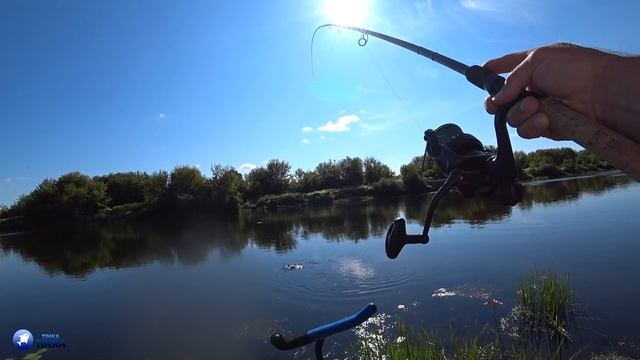 НАЛОВИЛ ЛЕЩА НА ФИДЕР ВОЗЛЕ ДОМА НА ДНЕПРЕ! СЕКРЕТНАЯ НАСАДКА КОТОРАЯ СПАСЛА ВСЮ РЫБАЛКУ! смотреть онлайн