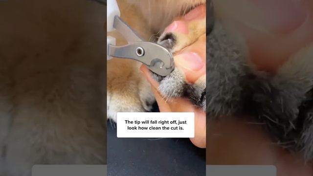 Better Way To Trim Cat’s Nails?? ?