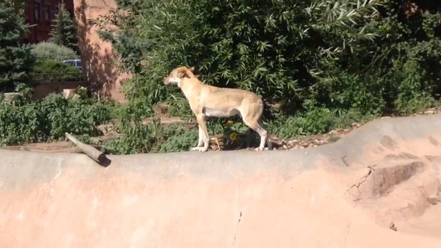 Московский зоопарк смотреть онлайн
