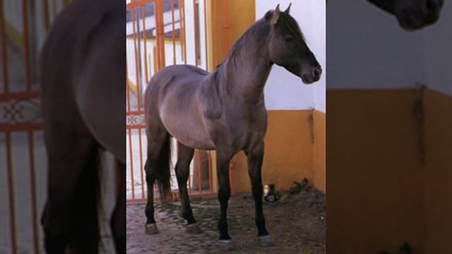 САМАЯ РЕДКАЯ ПОРОДА ЛОШАДЕЙ!!! смотреть онлайн