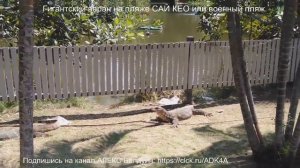 Гигантский варан на пляже САЙ КЕО или военный пляж в Паттайя