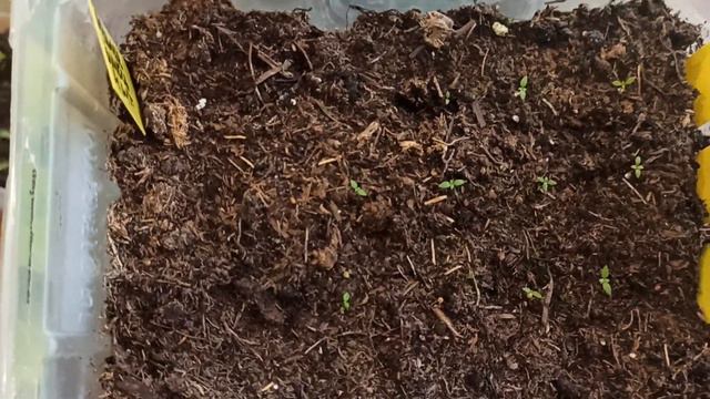 Результаты первых посевов/ Пеларгонии после вермикулита/ Новая партия эустомы смотреть онлайн