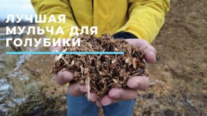 Лучшая мульча для голубики HD 1080p