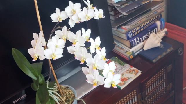 Сумасшедшее цветение! Белое облако японского фарфора и губа цвета радуги - орхидея P. Hatuyuki