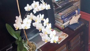 Сумасшедшее цветение! Белое облако японского фарфора и губа цвета радуги - орхидея P. Hatuyuki