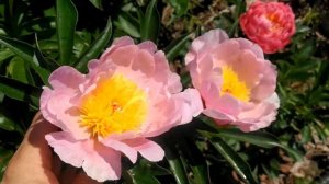 Пион Pink parasol surprise.