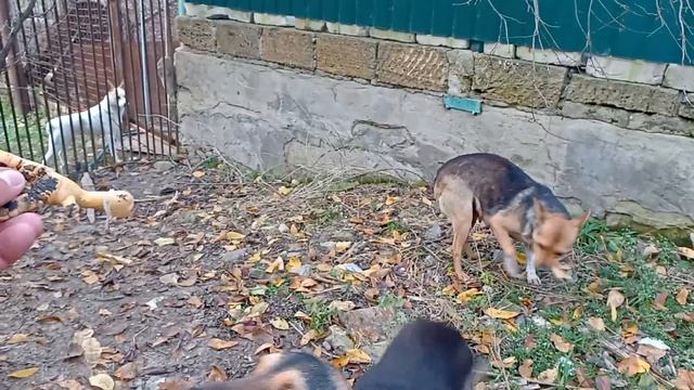 Кормление бездомных животных (Ролик # 101) (Часть # 2) смотреть онлайн