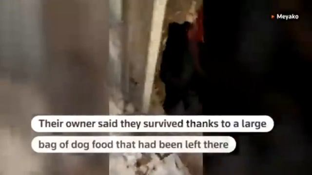 Собаку и троих ее щенков достали живыми из-под завалов в Турции – спустя 28 после землетрясения