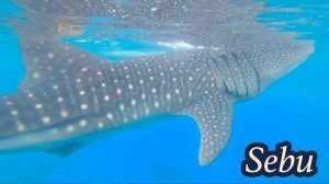 Philippines, Moalboal - Подводный мир