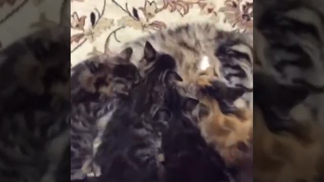 Чая с детьми.Сентябрь 2016г. смотреть онлайн