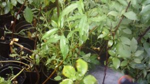 Дождевание