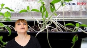 ОШИБКИ, из-за которых вытянулась Ваша РАССАДА!!! Что я делаю, если рассада вытянулась...