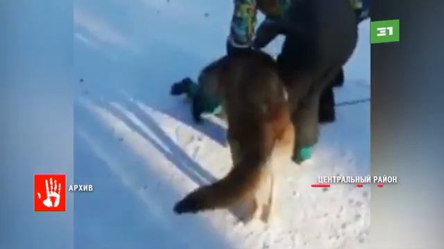 Челябинцу, чей волк укусил мальчика в парке Гагарина, все таки придется выплатить компенсацию смотреть онлайн