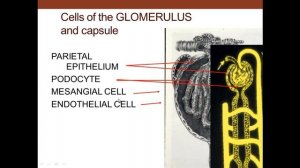 Гистология Почка и нефрон
