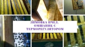 Зимовка пчел. Омшаник с терморегулятором. Гибель пчел. (Bee.)