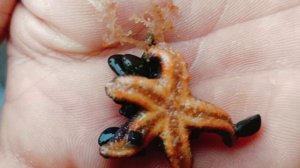 Мыс птичий. День второй.