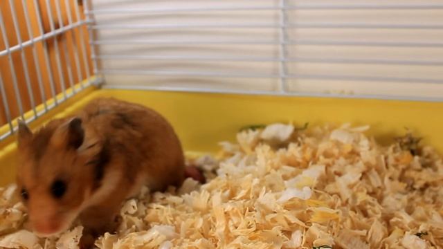 НОВОРОЖДЕННЫЕ ХОМКИ | ХОМЯЧАТА 3й день жизни  | HOMYACHAT'S NEWBORNS