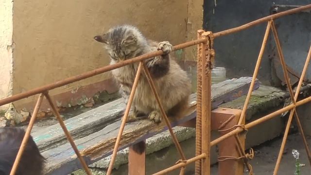 Кошка спит в необычной позе/The cat sleeps in an unusual pose смотреть онлайн